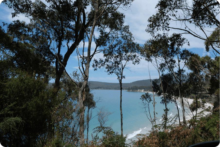 Coastal view through eucalyptus trees